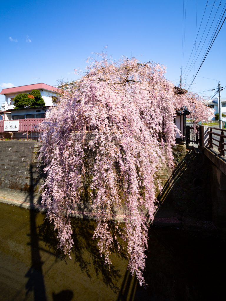 石橋屋と枝垂れ桜（仙台市の古民家）